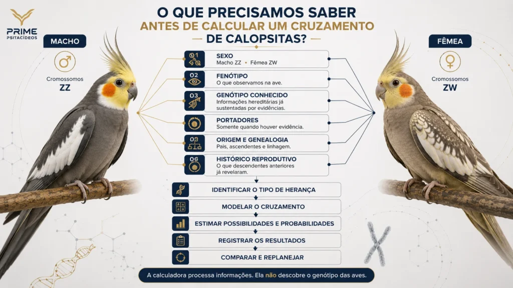 Infográfico mostrando sexo, fenótipo, genótipo, portadores, genealogia e histórico necessários para calcular um cruzamento de calopsitas