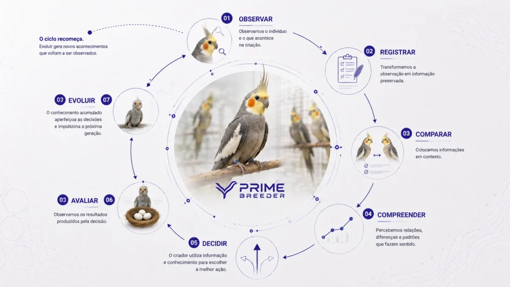 Método PRIME BREEDER: observar, registrar, comparar, compreender, decidir, avaliar e evoluir