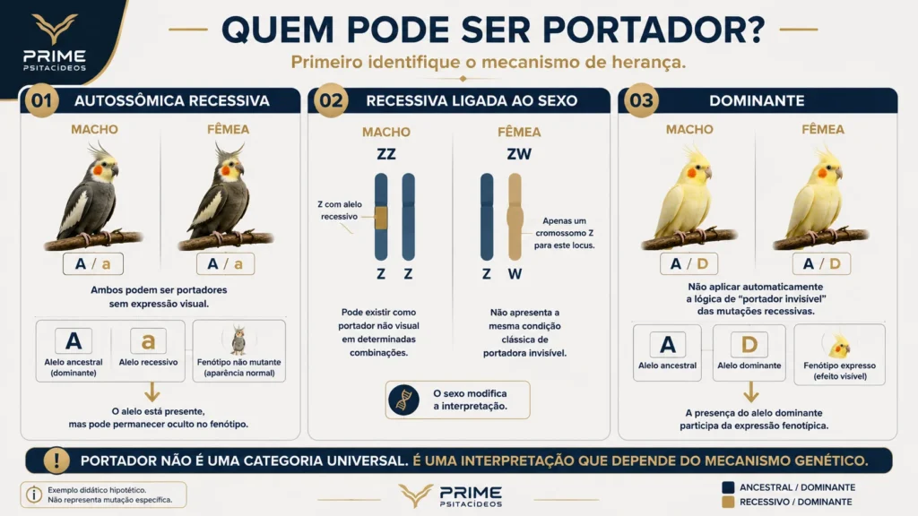 Infográfico explicando quem pode ser portador em herança recessiva, ligada ao sexo e dominante em calopsitas