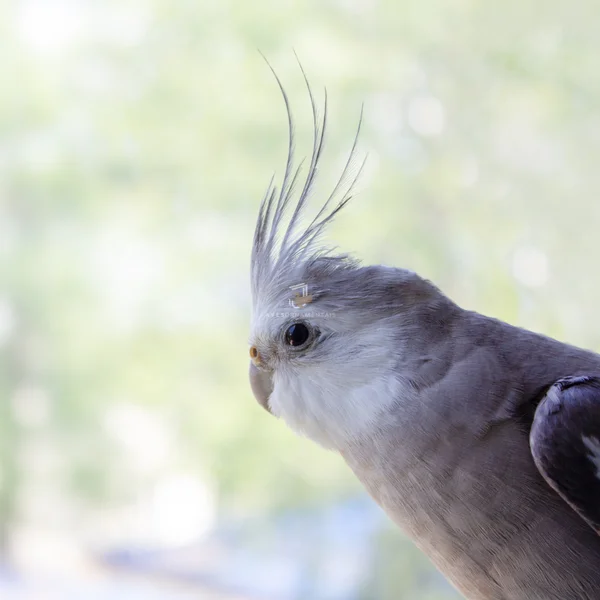 Saiba tudo sobre a calopsita cara branca (whiteface), incluindo características, genética e como identificar corretamente essa mutação.