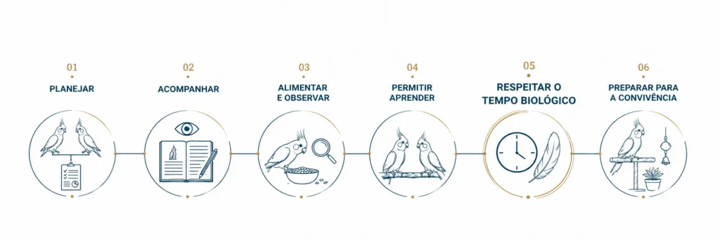 Sequência do processo de criação responsável: planejar, acompanhar, alimentar e observar, permitir aprender, respeitar o tempo biológico e preparar para a convivência.